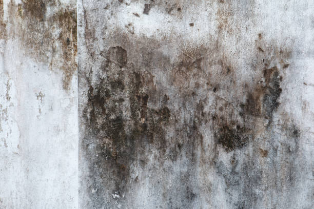 Best Basement Mold Removal  in Arrowhead Beach, NC