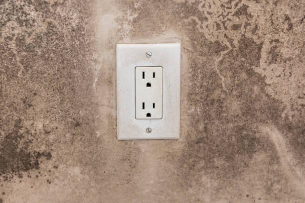 Best Mold Damage Restoration  in Arrowhead Beach, NC