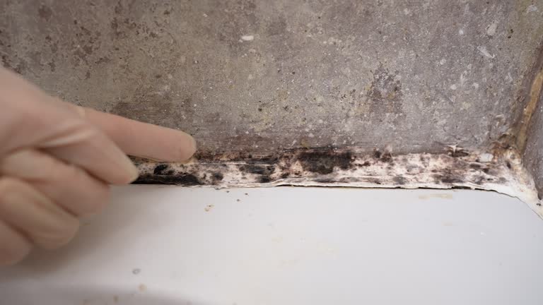 Biohazard Mold Removal in Arrowhead Beach, NC
