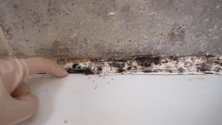 Best Post-Construction Mold Inspection  in Arrowhead Beach, NC