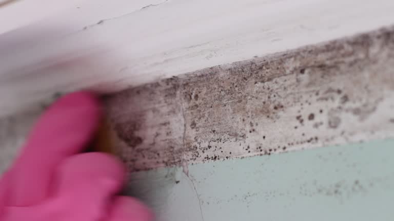  Arrowhead Beach, NC Mold Removal Pros